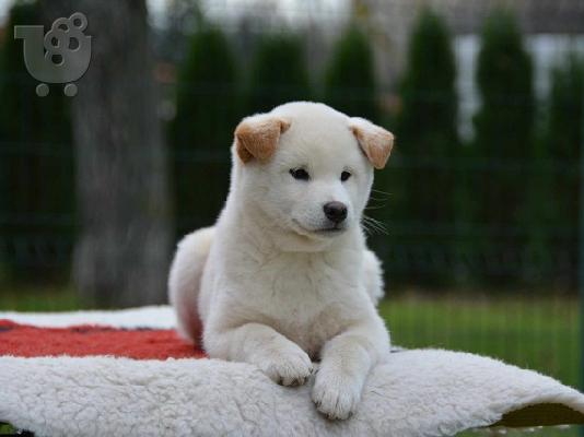 Κουτάβια Shiba Inu